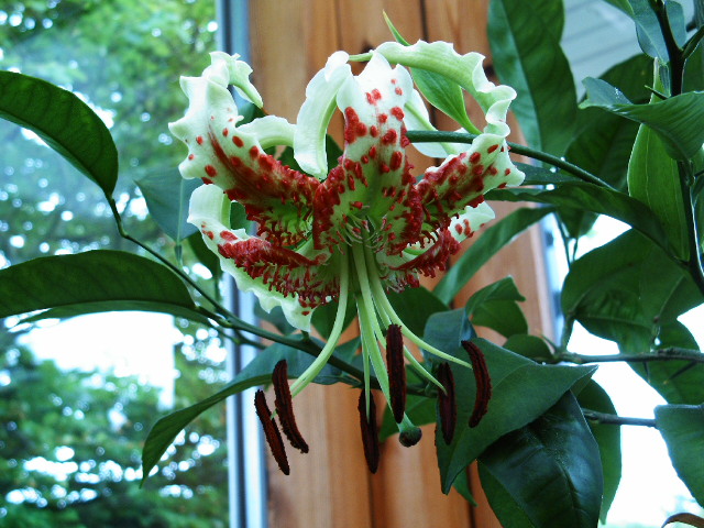 Lilium speciosum, Showy Japanese lily — upright deciduous (Liliaceae) (image 2 of 10)