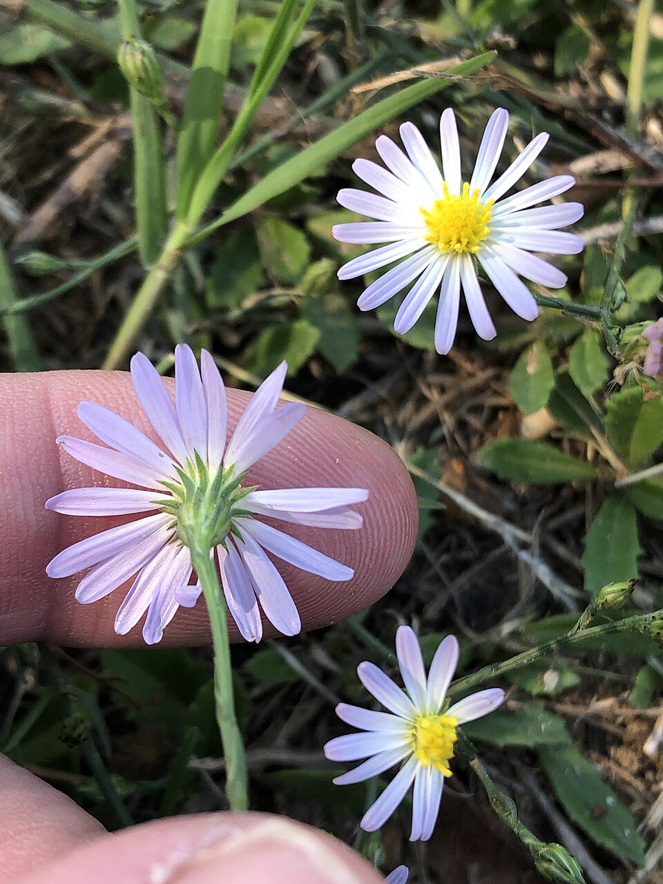 Symphyotrichum divaricatum (southern annual saltmarsh aster) (alternate view 10)
