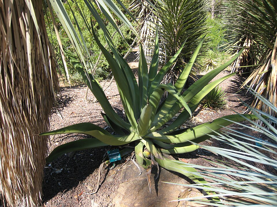 Agave vilmoriniana (Octopus Agave) (alternate view 10)