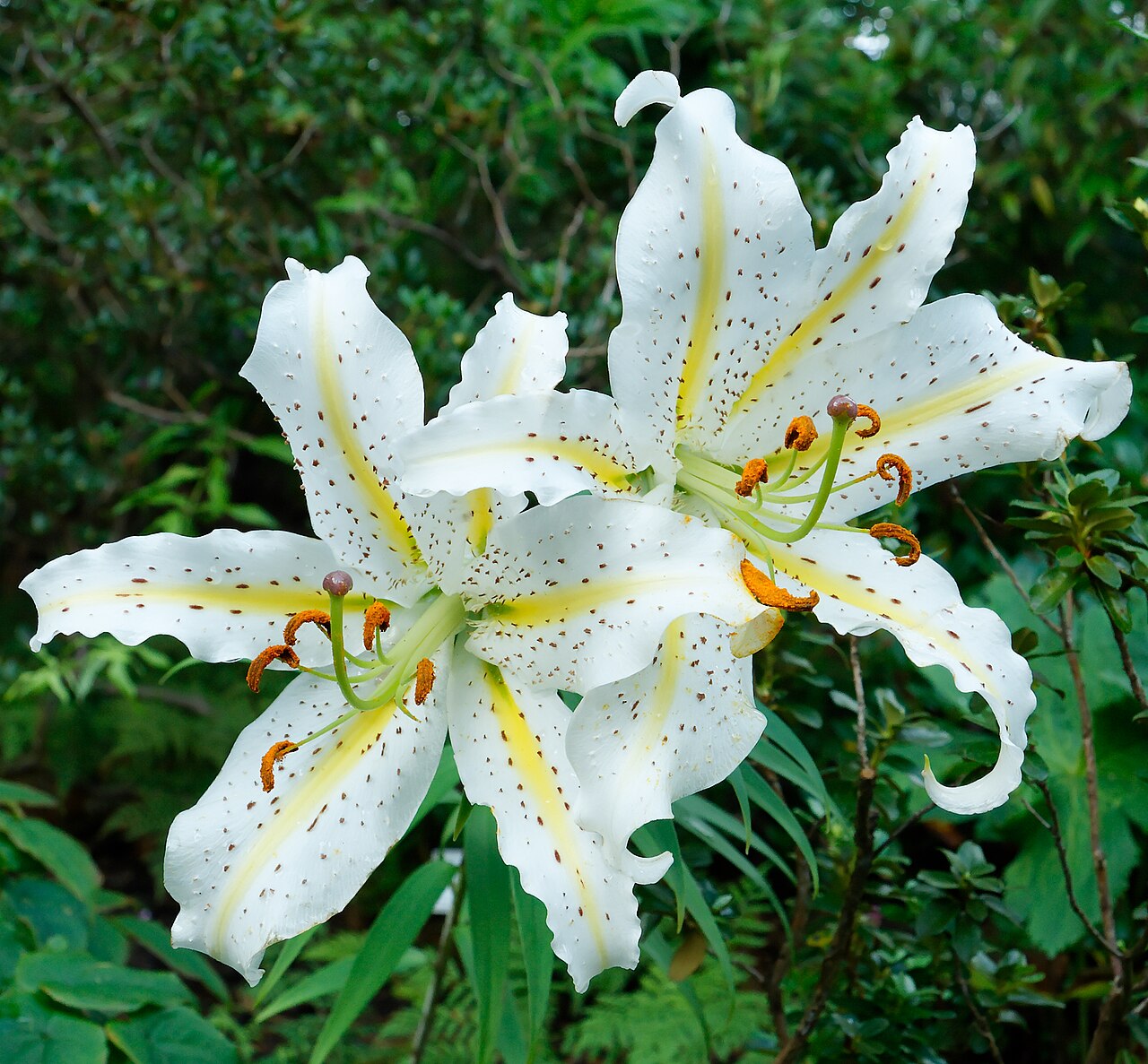 Lilium auratum, Golden-rayed lily — upright deciduous (Liliaceae) (image 5 of 10)