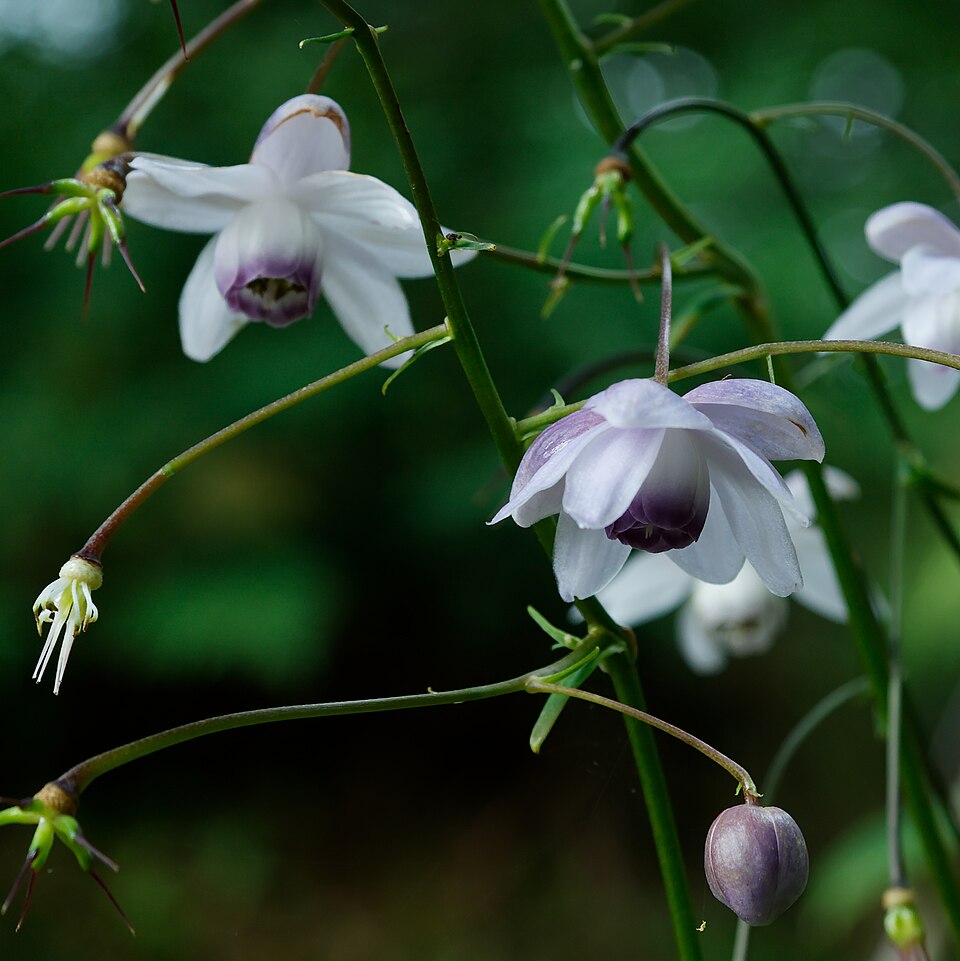 Anemonopsis macrophylla (False Anemone)