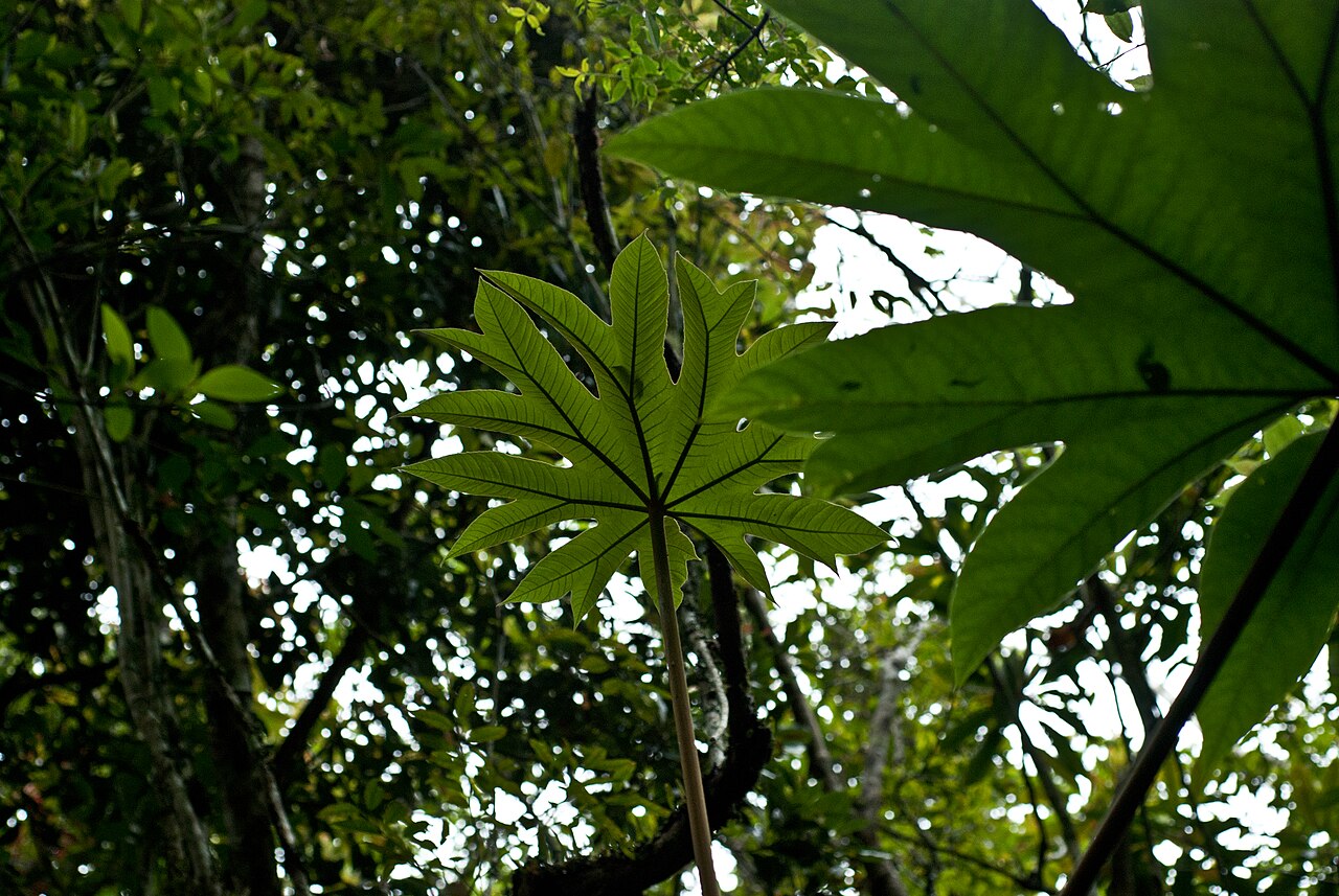 Tetrapanax papyrifer, Rice-paper plant — spreading semi-evergreen (Araliaceae) (image 10 of 10)
