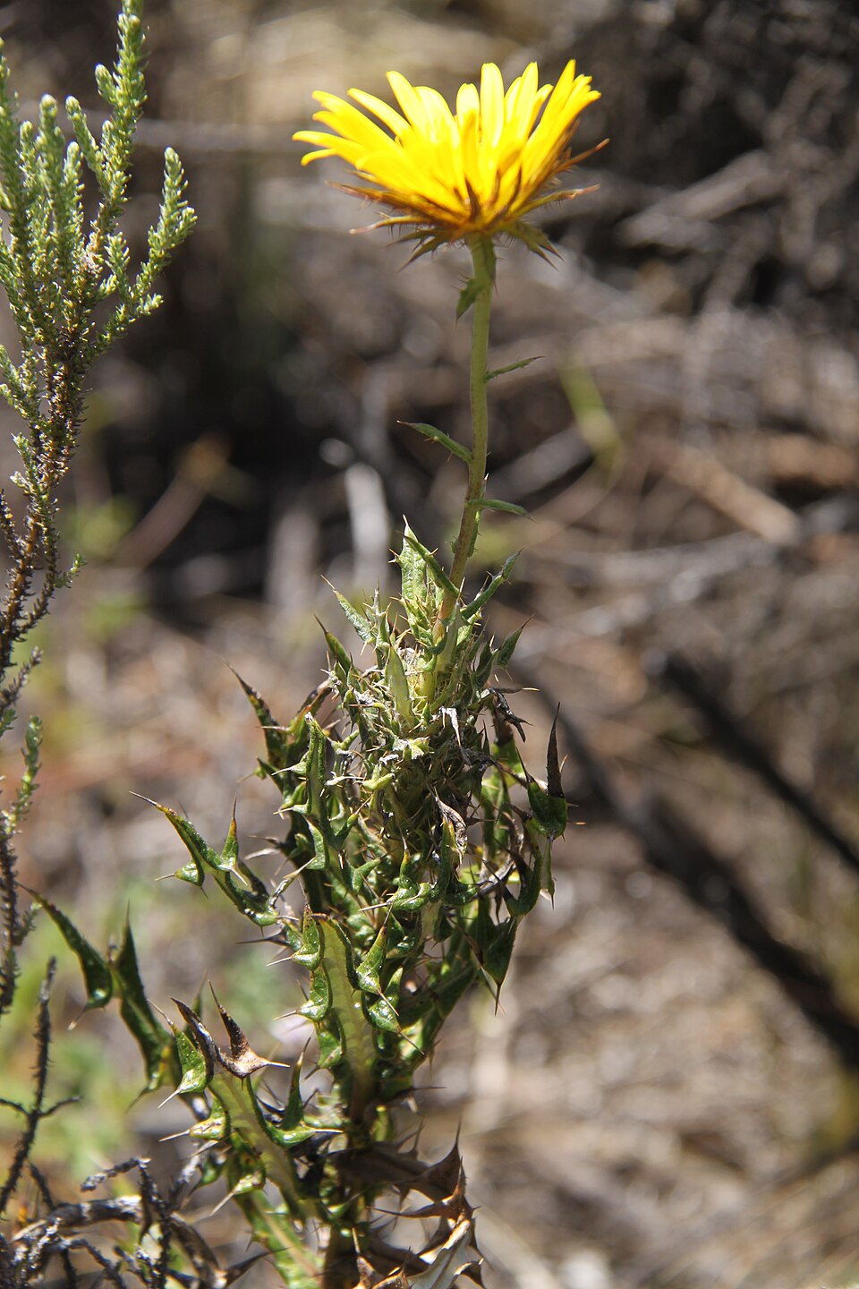 Berkheya (African Thistles) (alternate view 3)
