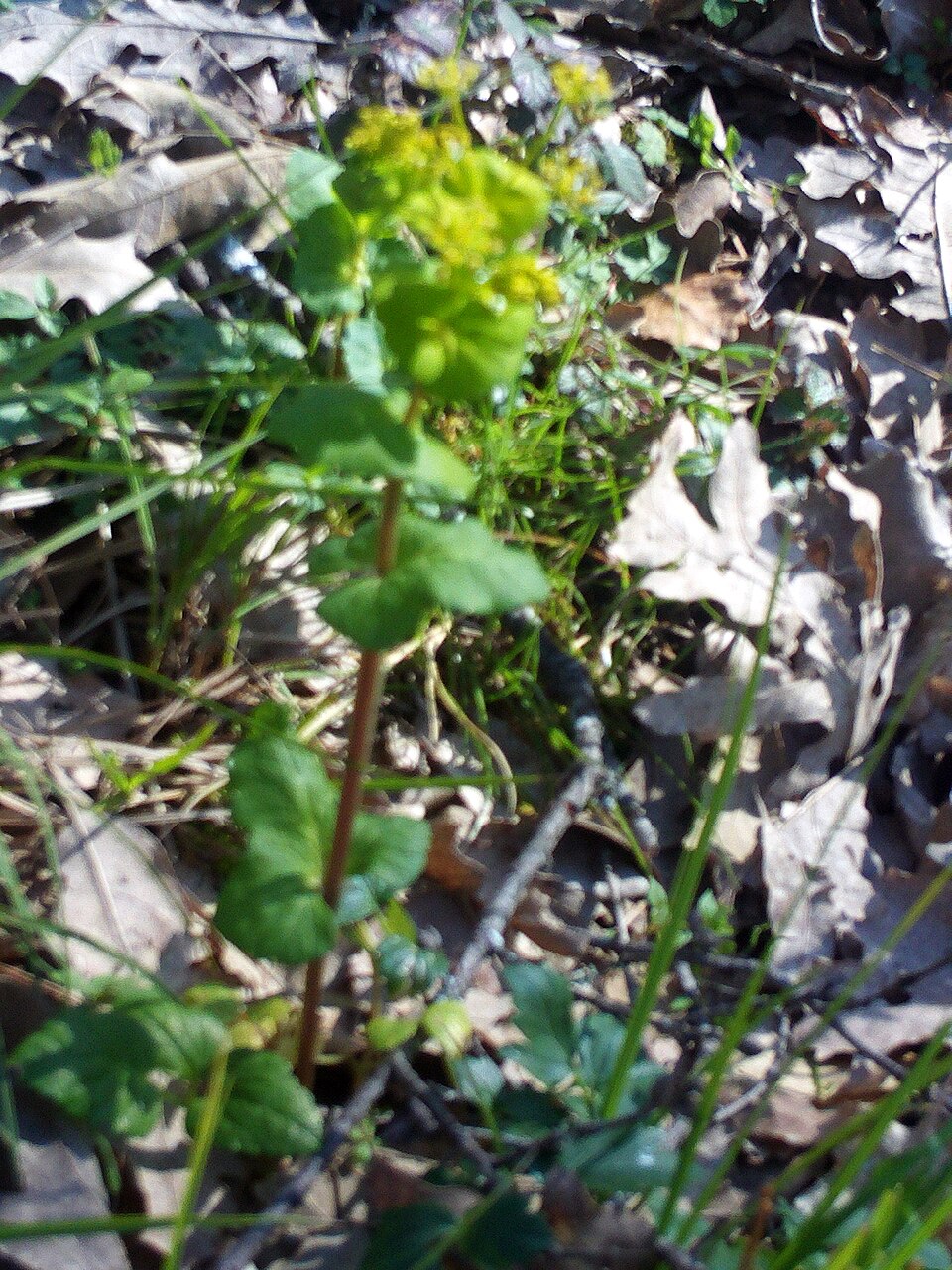 Smyrnium perfoliatum (perfoliate alexanders) (alternate view 6)
