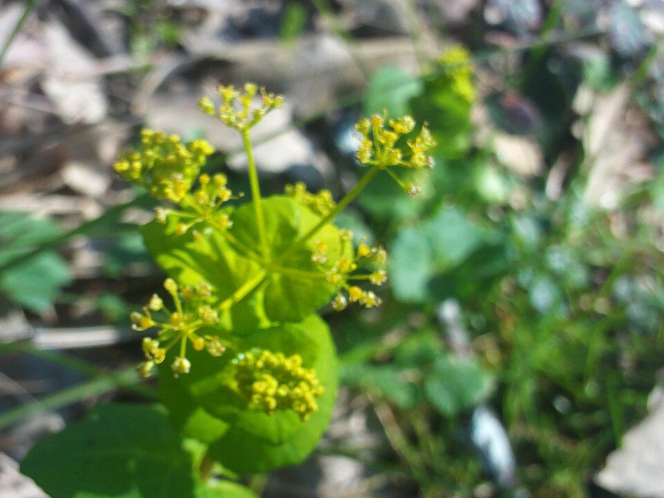 Smyrnium perfoliatum (perfoliate alexanders) (alternate view 7)