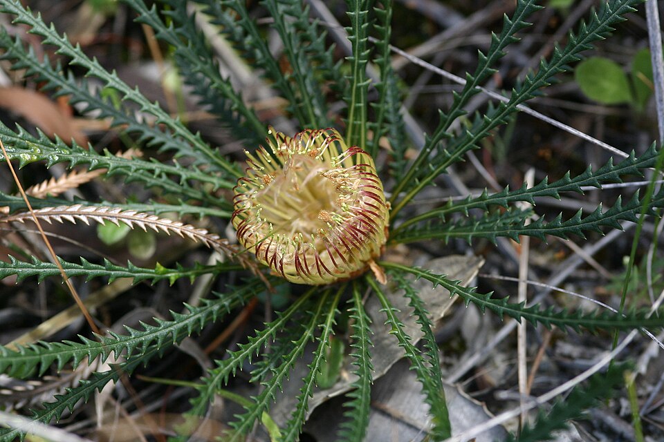 Banksia dallanneyi (couch honeypot) (alternate view 9)