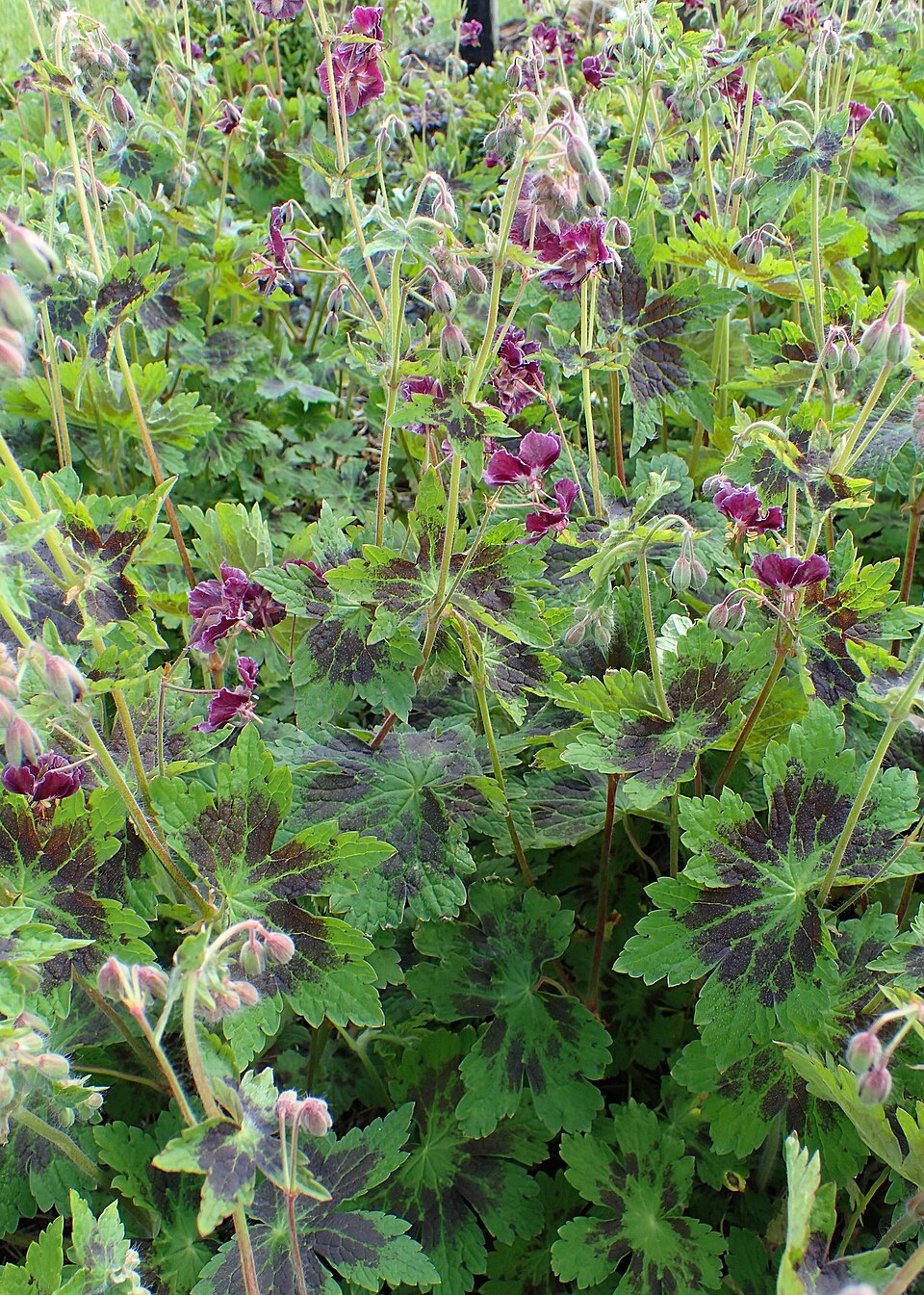 Geranium phaeum 'Samobor' (Samobor Geranium) (alternate view 5)