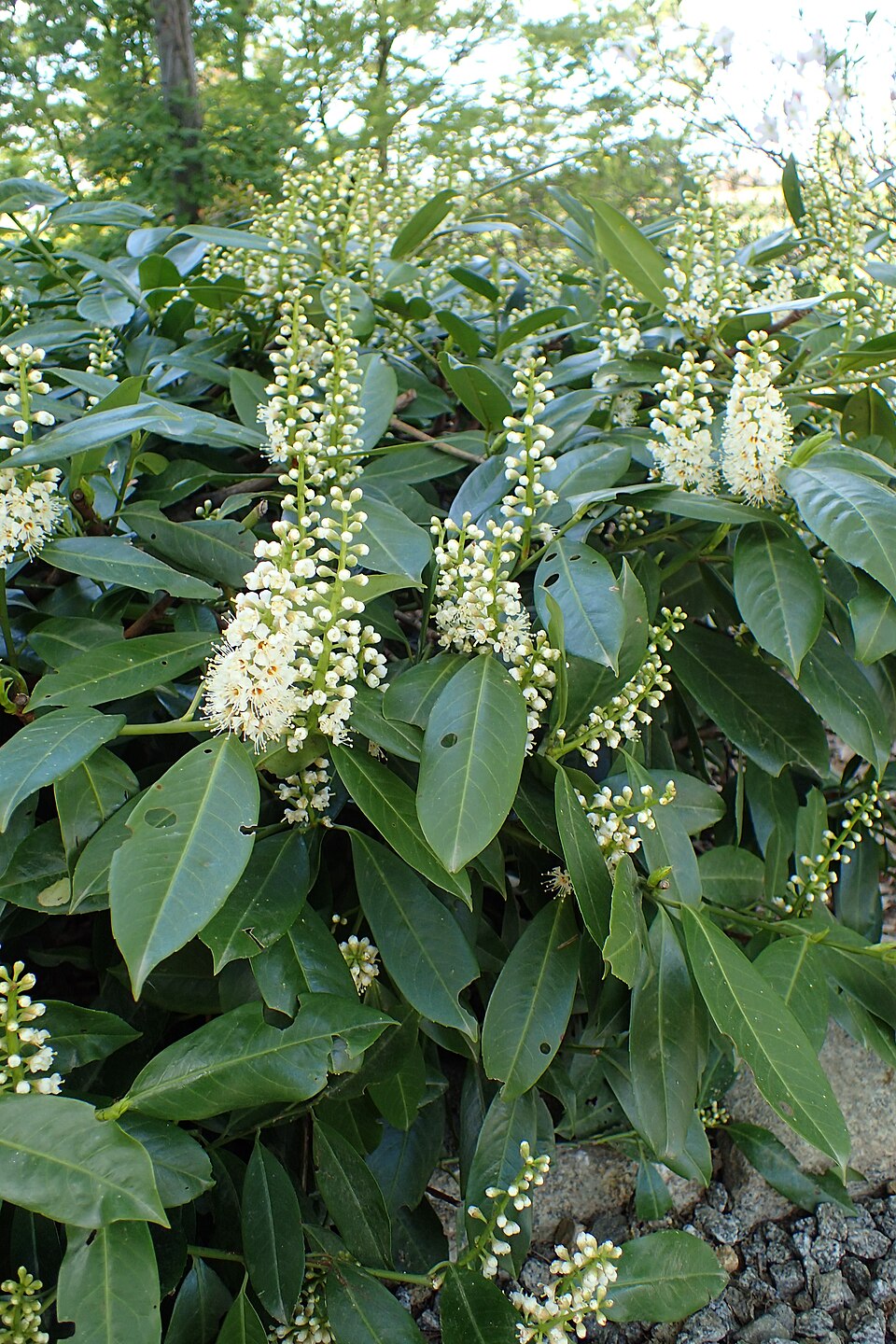 Prunus laurocerasus 'Schipkaensis' (Skip Laurel) (alternate view 4)