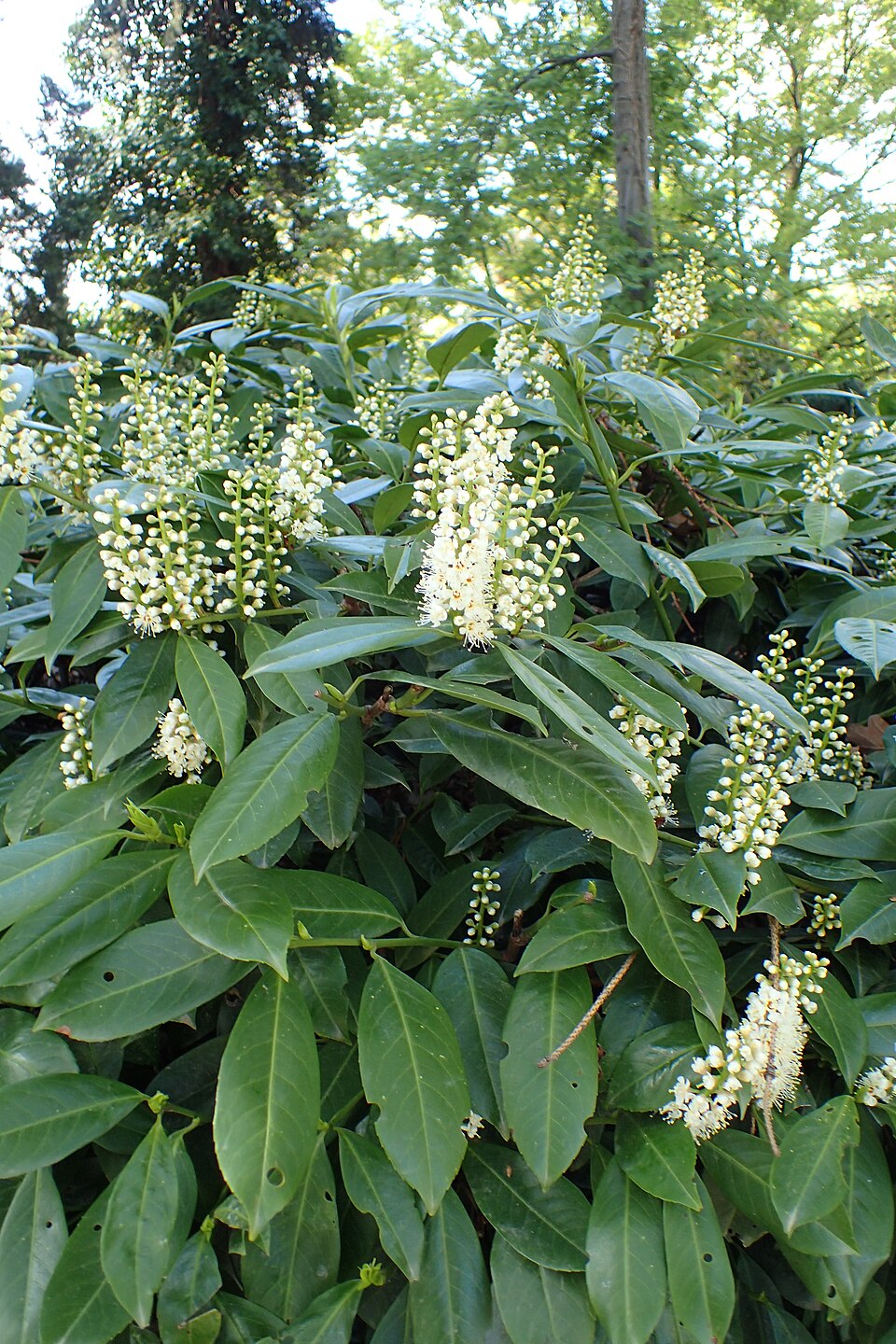Prunus laurocerasus 'Schipkaensis' (Skip Laurel) (alternate view 5)