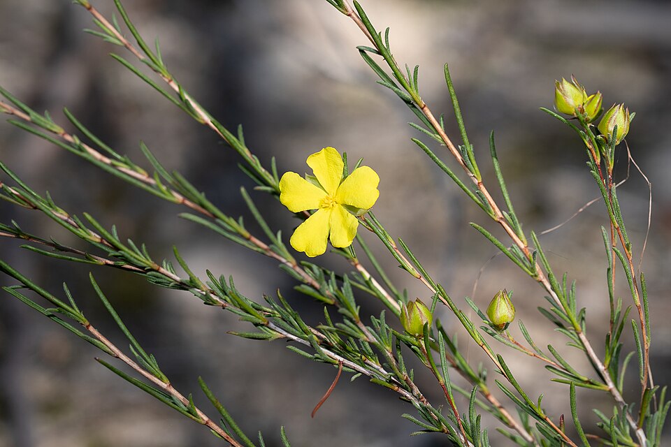 Hibbertia virgata (Twiggy Guinea-flower) (alternate view 9)