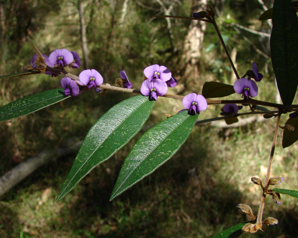 Hovea acutifolia (Purple Bush Pea) (alternate view 6)