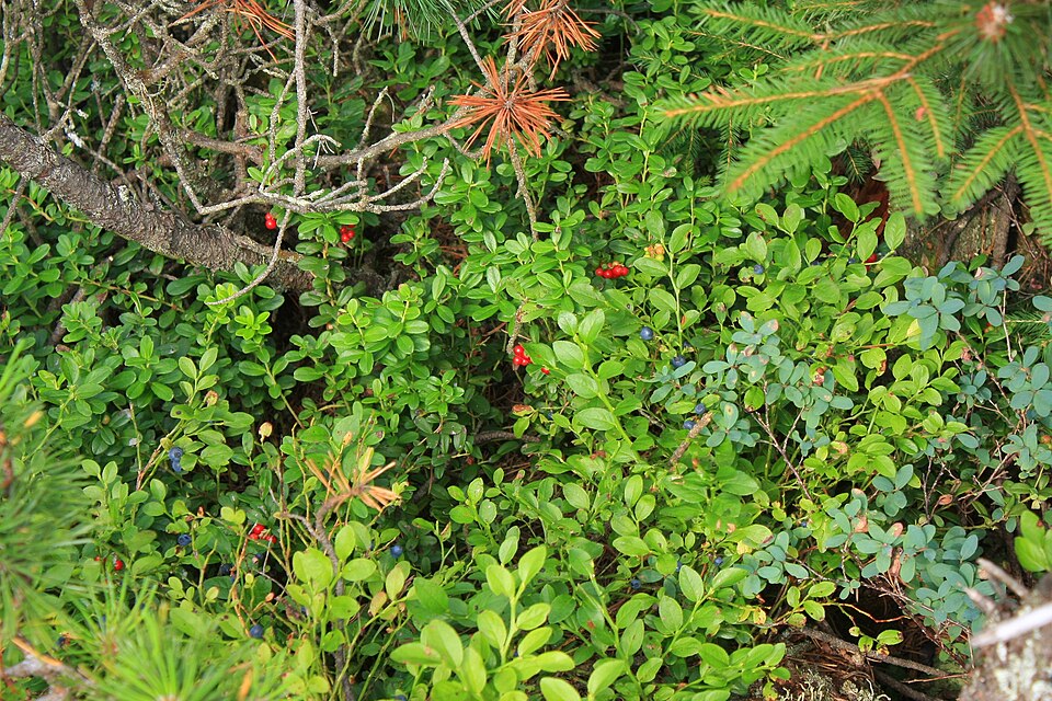 Vaccinium uliginosum (bog bilberry)