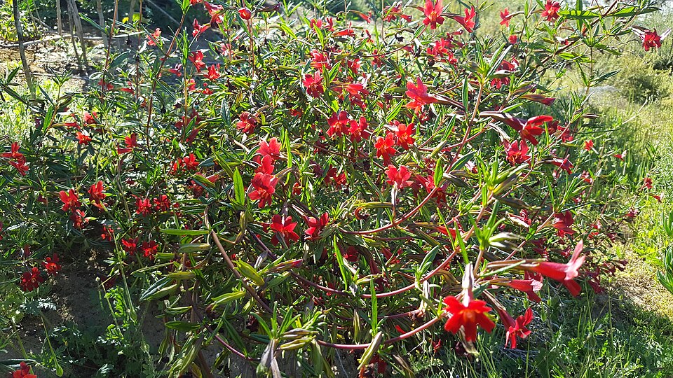 Diplacus puniceus (red bush monkeyflower) (alternate view 6)