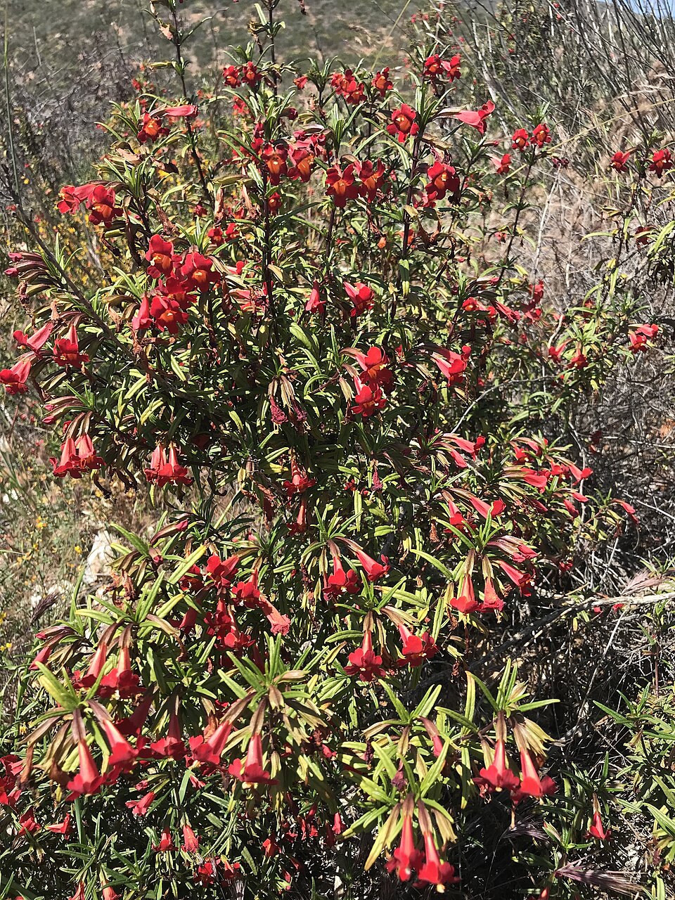 Diplacus puniceus (red bush monkeyflower) (alternate view 7)