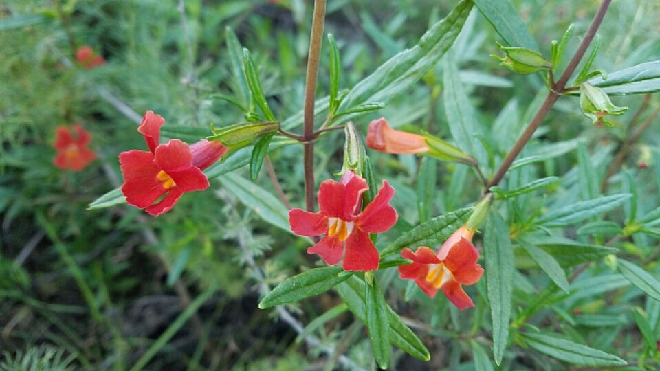 Diplacus puniceus (red bush monkeyflower) (alternate view 8)