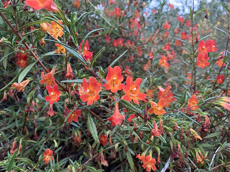 Diplacus puniceus (red bush monkeyflower) (alternate view 9)