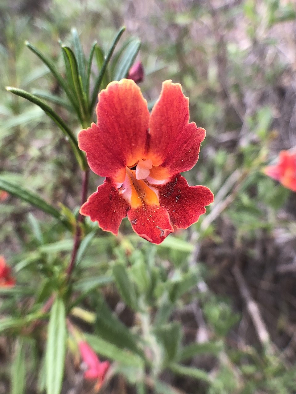 Diplacus puniceus (red bush monkeyflower) (alternate view 10)