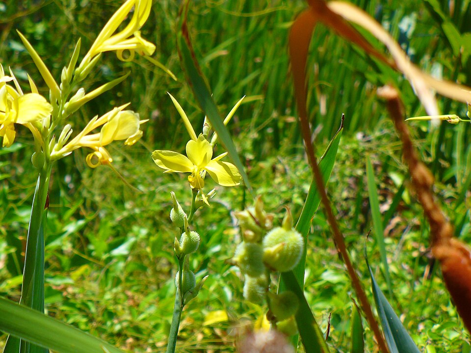 Canna glauca (Water Canna) (alternate view 9)