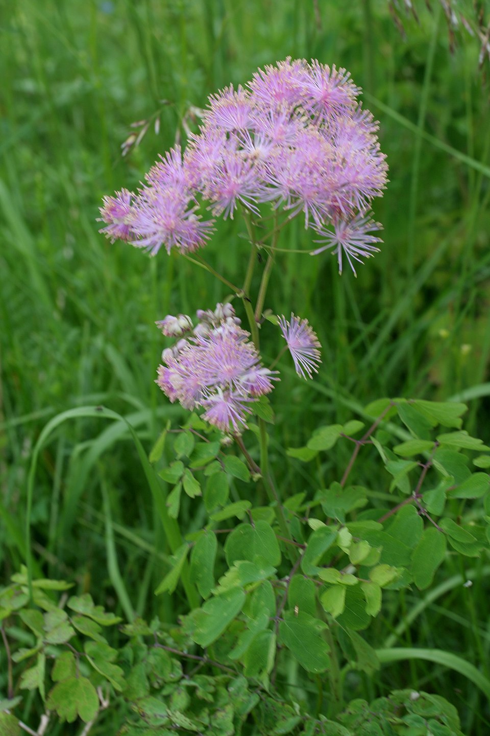 Thalictrum aquilegiifolium (Columbine Meadow Rue) (alternate view 10)