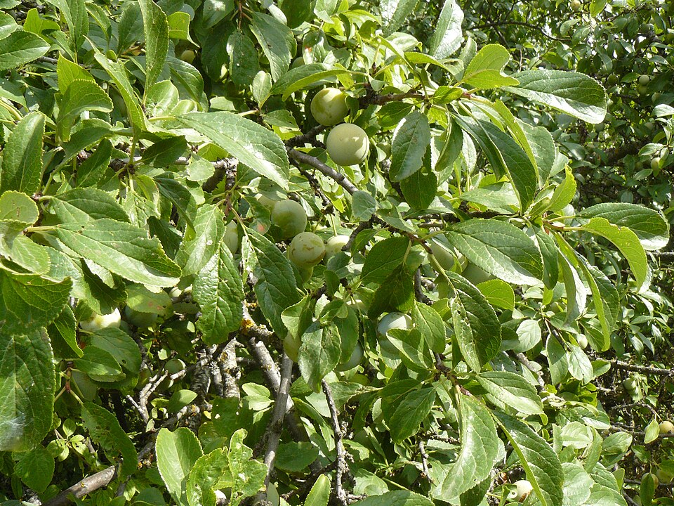 Prunus domestica (European plum) (alternate view 7)