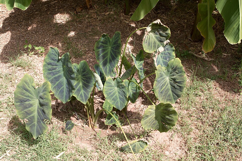 Colocasia esculenta (Taro) (alternate view 7)
