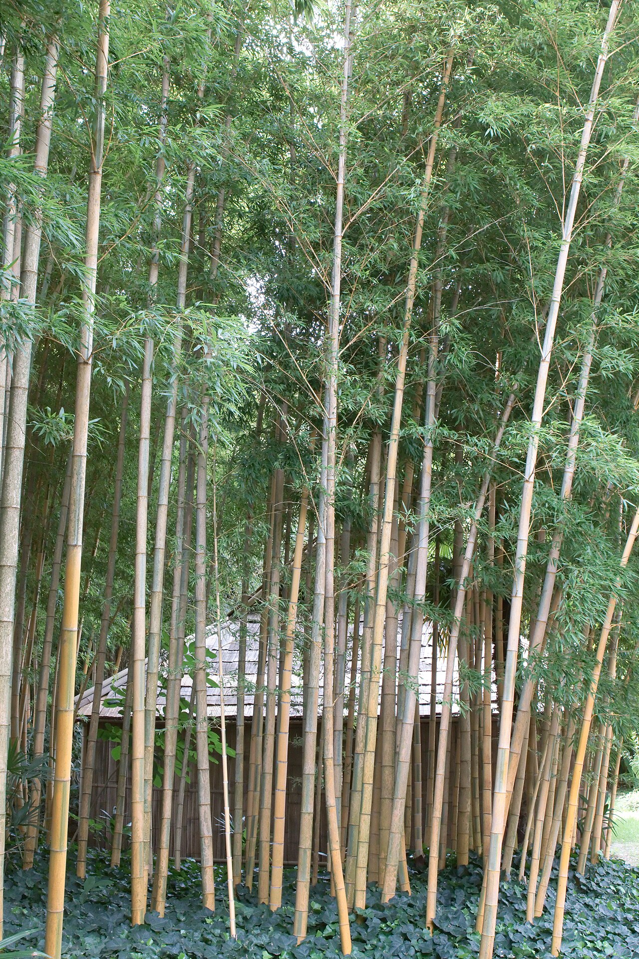Phyllostachys edulis, Moso bamboo — spreading evergreen (Poaceae) (image 10 of 10)
