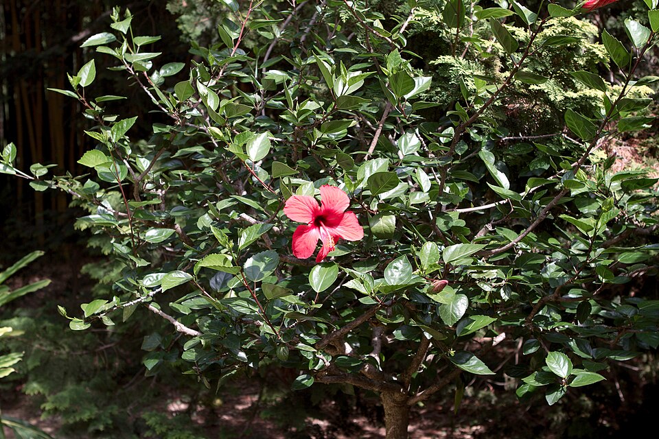 Hibiscus rosa-sinensis (Tropical Hibiscus)