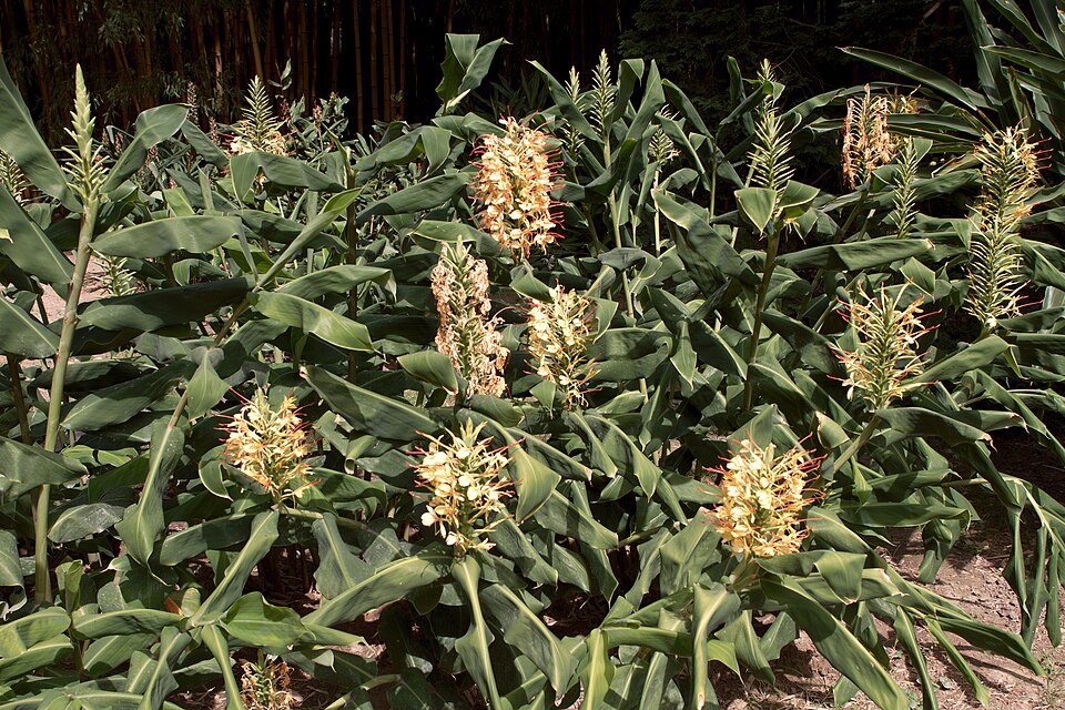 Hedychium gardnerianum (Kahili ginger) (alternate view 8)