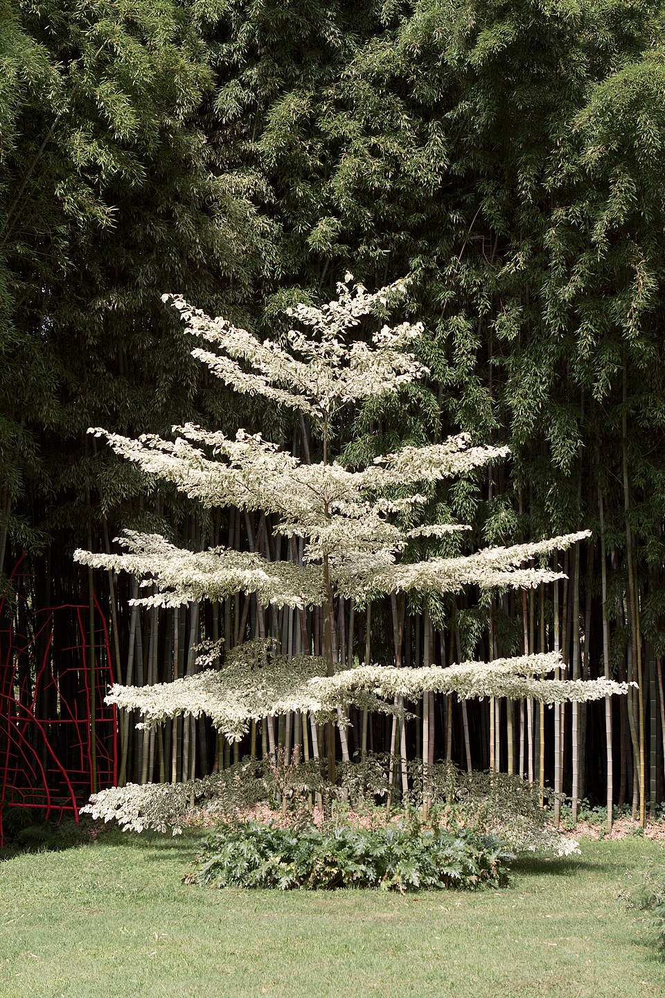Cornus controversa 'Variegata' (Variegated Giant Dogwood) (alternate view 4)