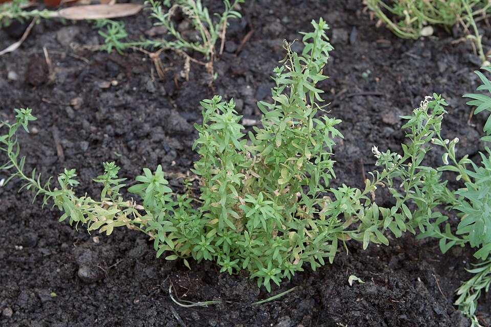 Linum usitatissimum (common flax)