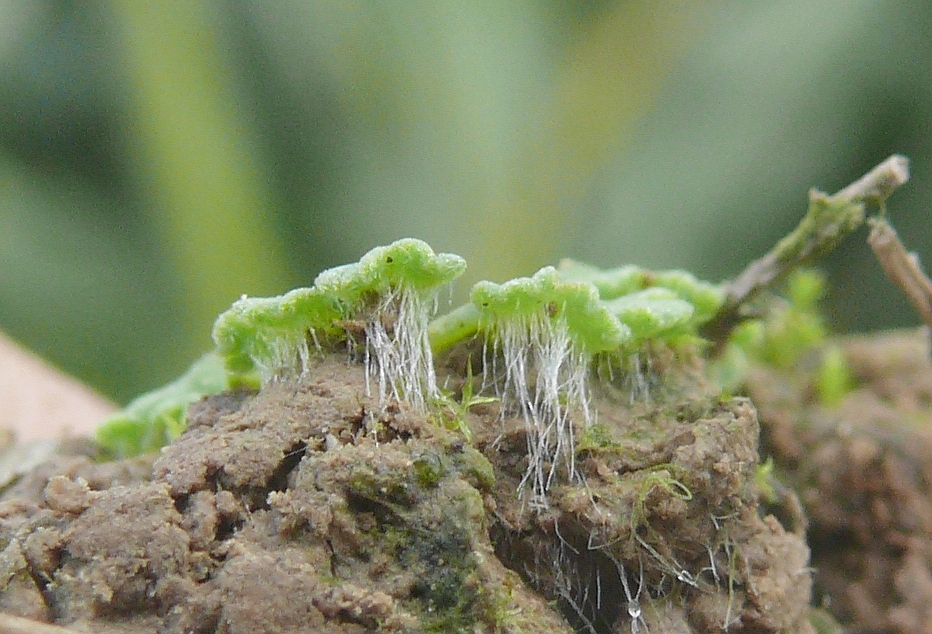 Riccia (Crystalworts) (alternate view 2)
