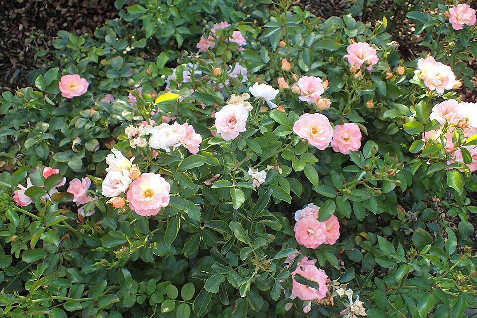 Rosa 'Peach Drift' (Peach Drift Rose) (alternate view 2)