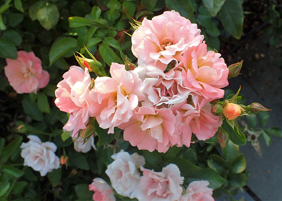 Rosa 'Peach Drift' (Peach Drift Rose) (alternate view 3)