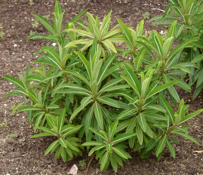 Euphorbia mellifera (Honey Spurge) (alternate view 6)