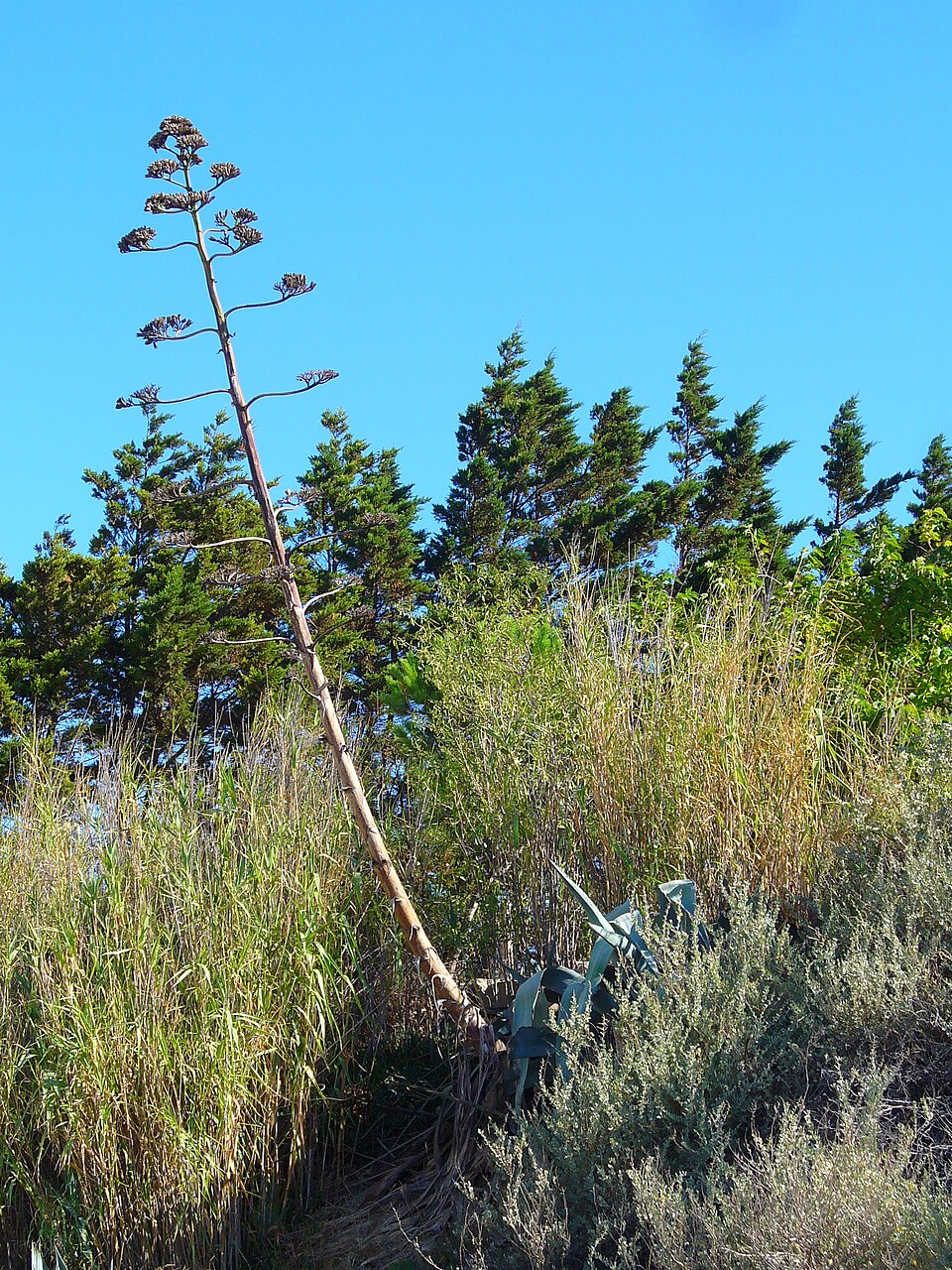 Agave americana (Century Plant) (alternate view 4)