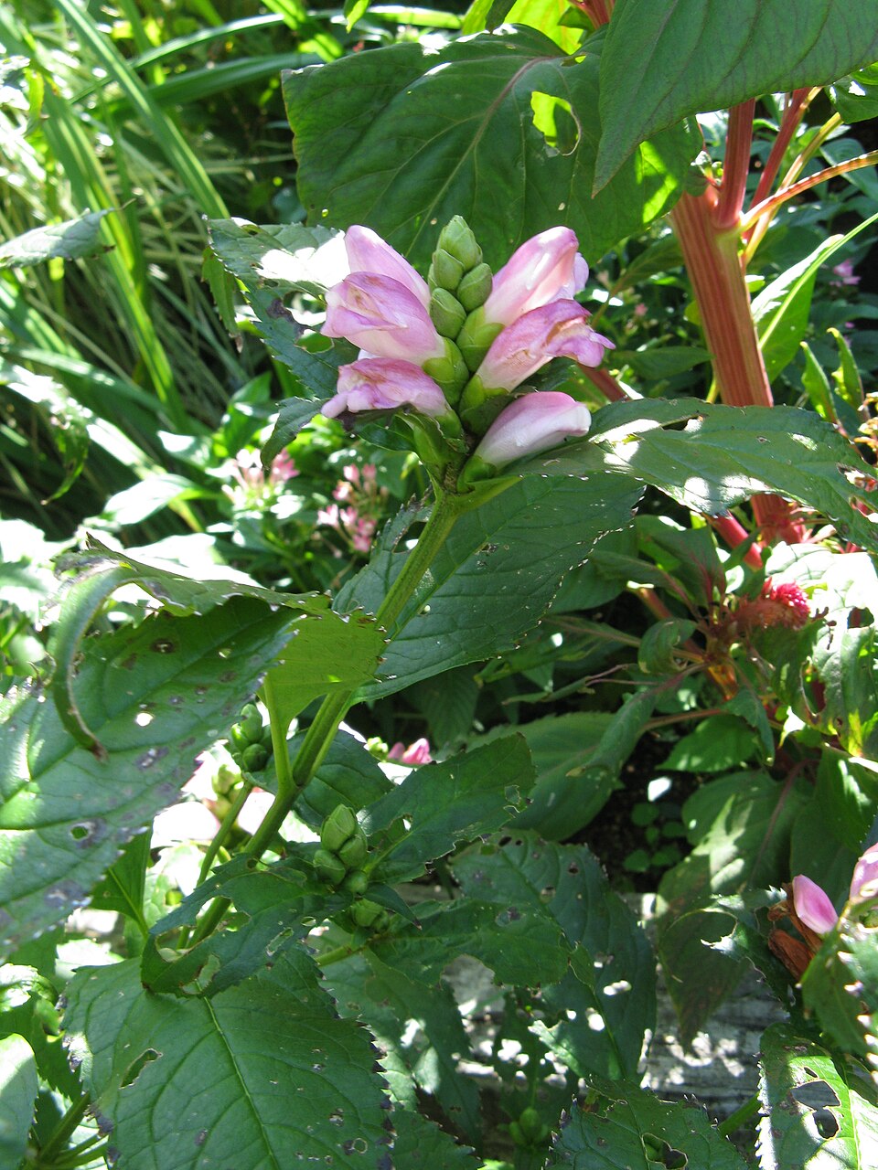 Chelone lyonii (pink turtlehead) (alternate view 8)