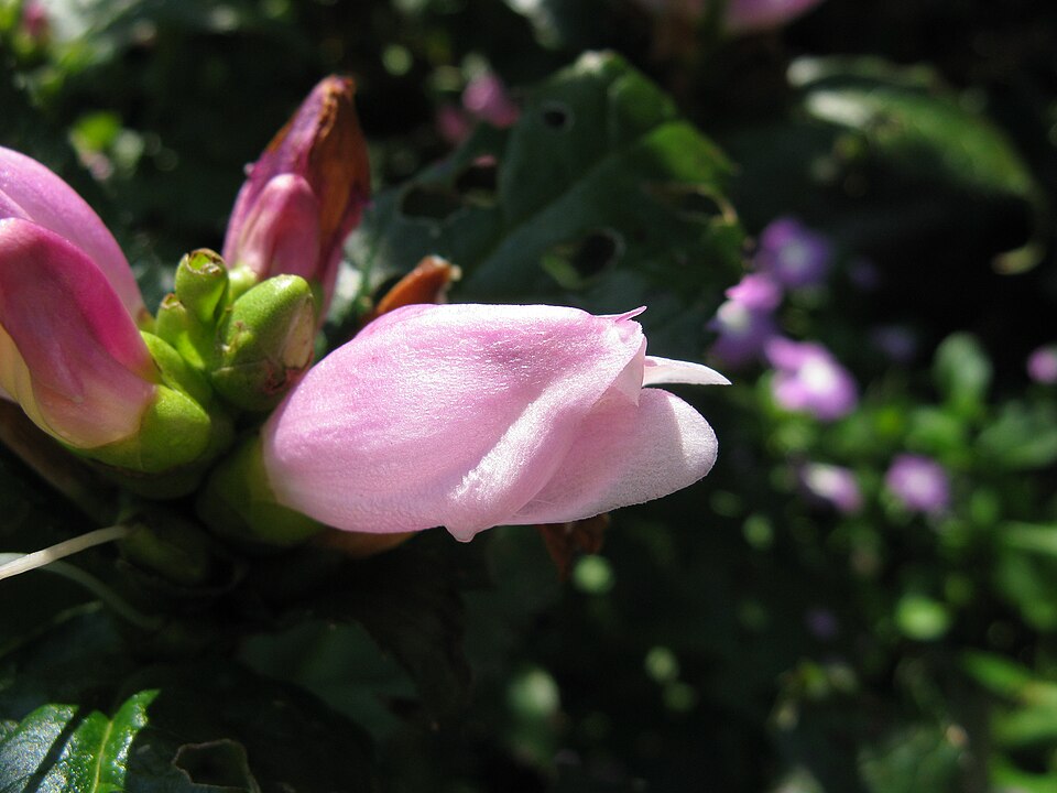 Chelone lyonii (pink turtlehead) (alternate view 9)