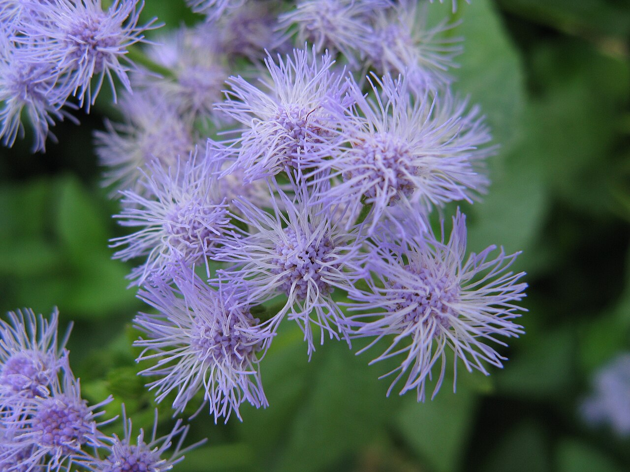 Eupatorium coelestinum (Blue Mistflower)