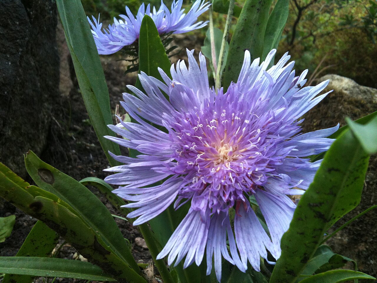 Stokesia laevis, Stokes' aster — clumping semi-evergreen (Asteraceae) (image 7 of 10)