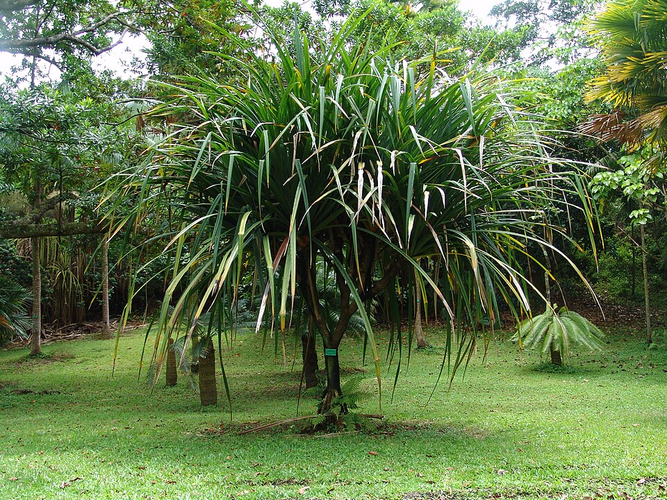 Pandanus tectorius (thatch screwpine) (alternate view 6)