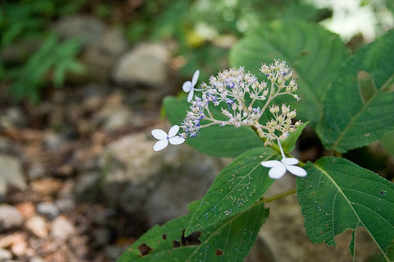 Hydrangea involucrata, Bristly hydrangea — mounding deciduous (Hydrangeaceae) (image 10 of 10)
