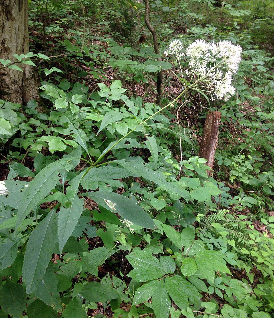 Eutrochium purpureum (sweet Joe-Pye-weed) (alternate view 10)