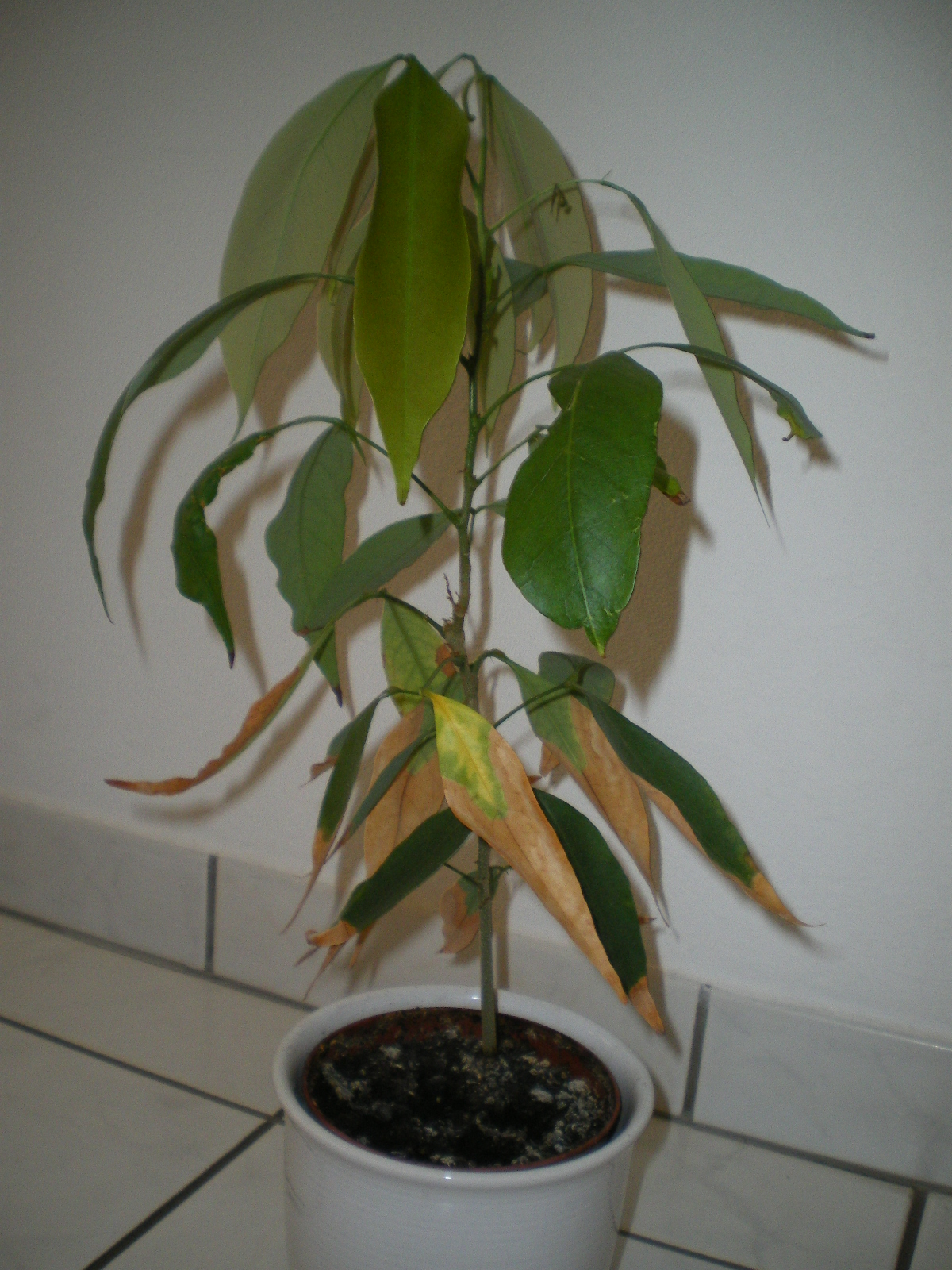 Litchi chinensis, Lychee — spreading evergreen (Sapindaceae) (image 4 of 10)