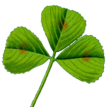 Medicago arabica (Spotted medick)