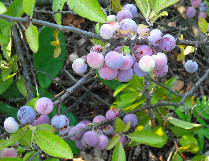Prunus maritima (Beach Plum) (alternate view 2)