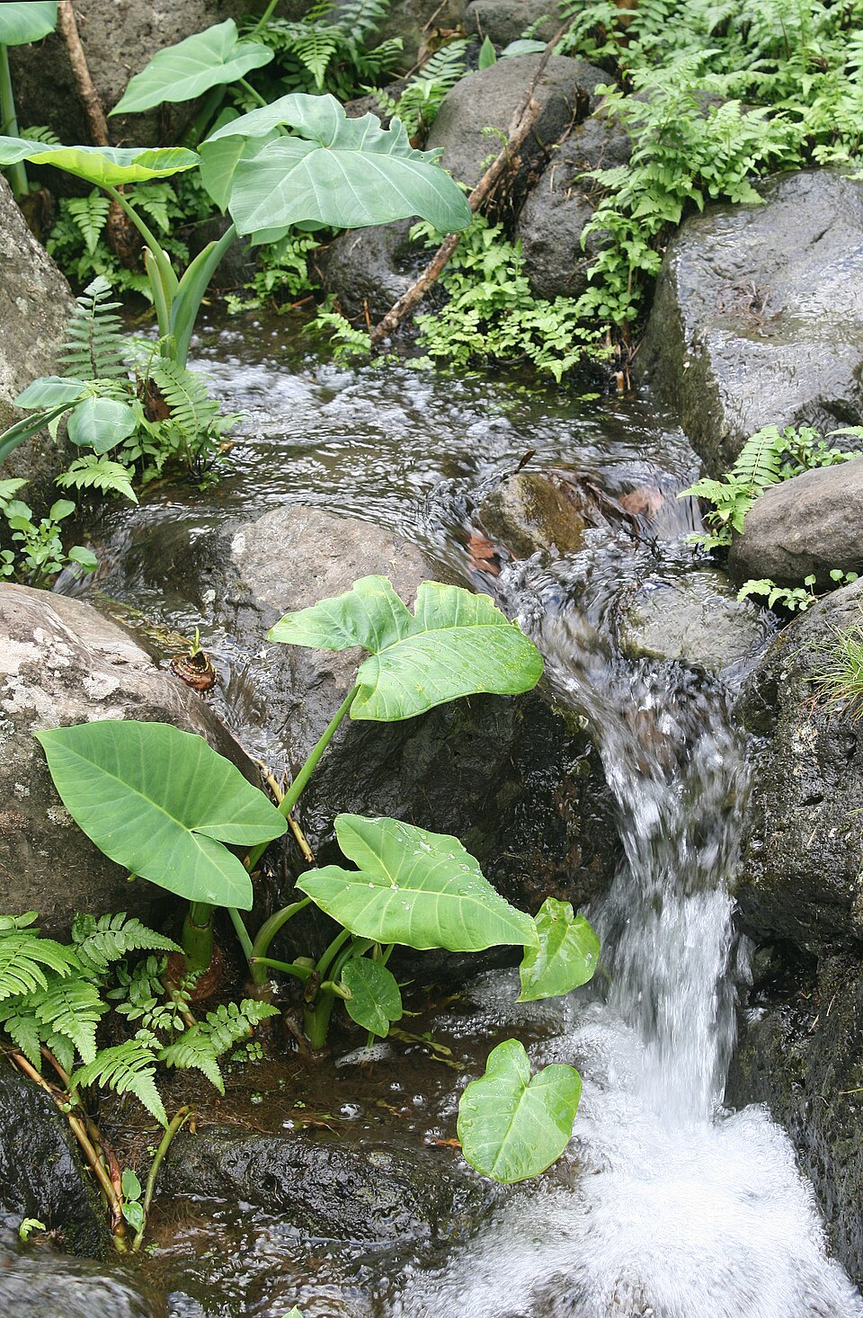 Alocasia (elephant's-ears)