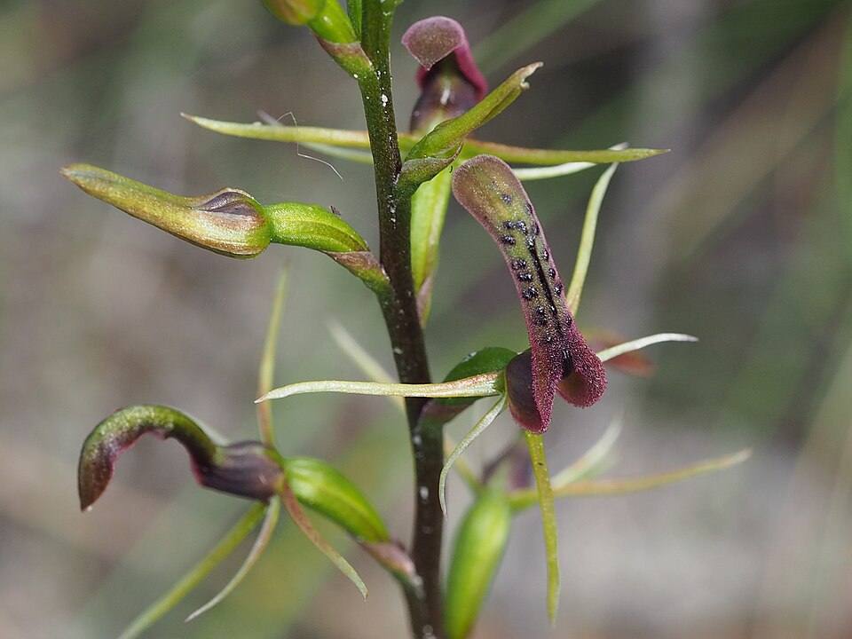 Cryptostylis leptochila (small tongue-orchid) (alternate view 10)