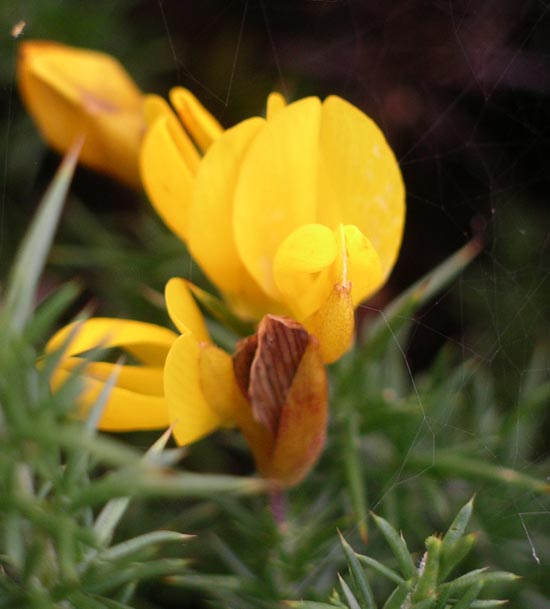 Ulex gallii (Western Gorse)