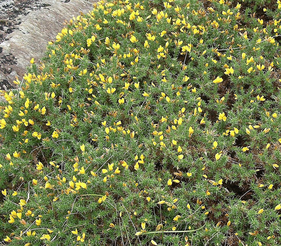 Ulex gallii (Western Gorse)