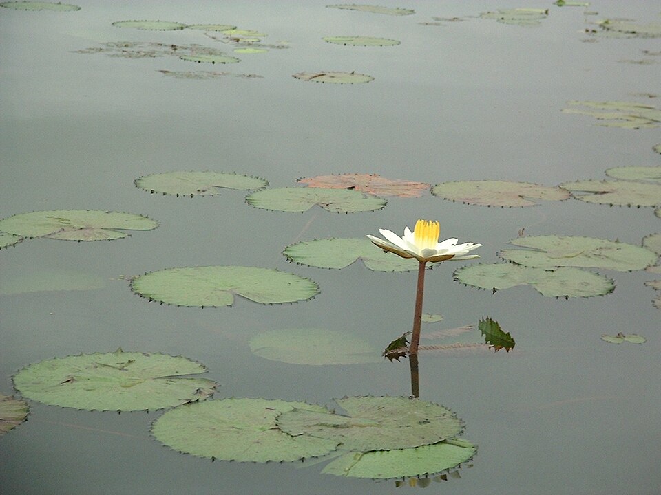 Nymphaea (Waterlilies) (alternate view 5)